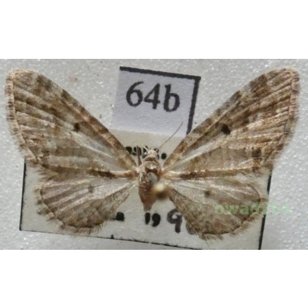 Eupithecia exiguata (Hübner, 1813) Czech64b